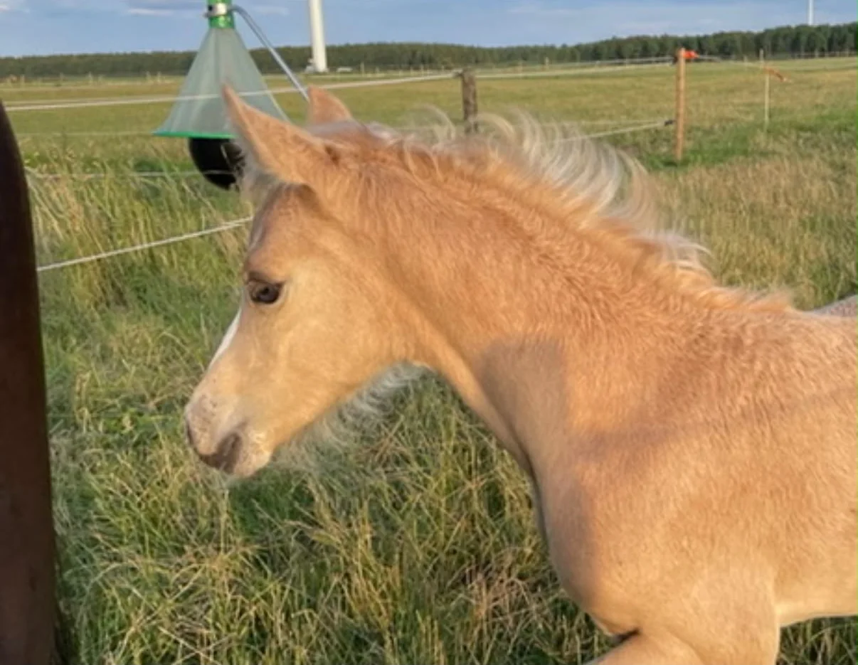 Kaylo DLH als palominoveulen bij De Liekehoeve