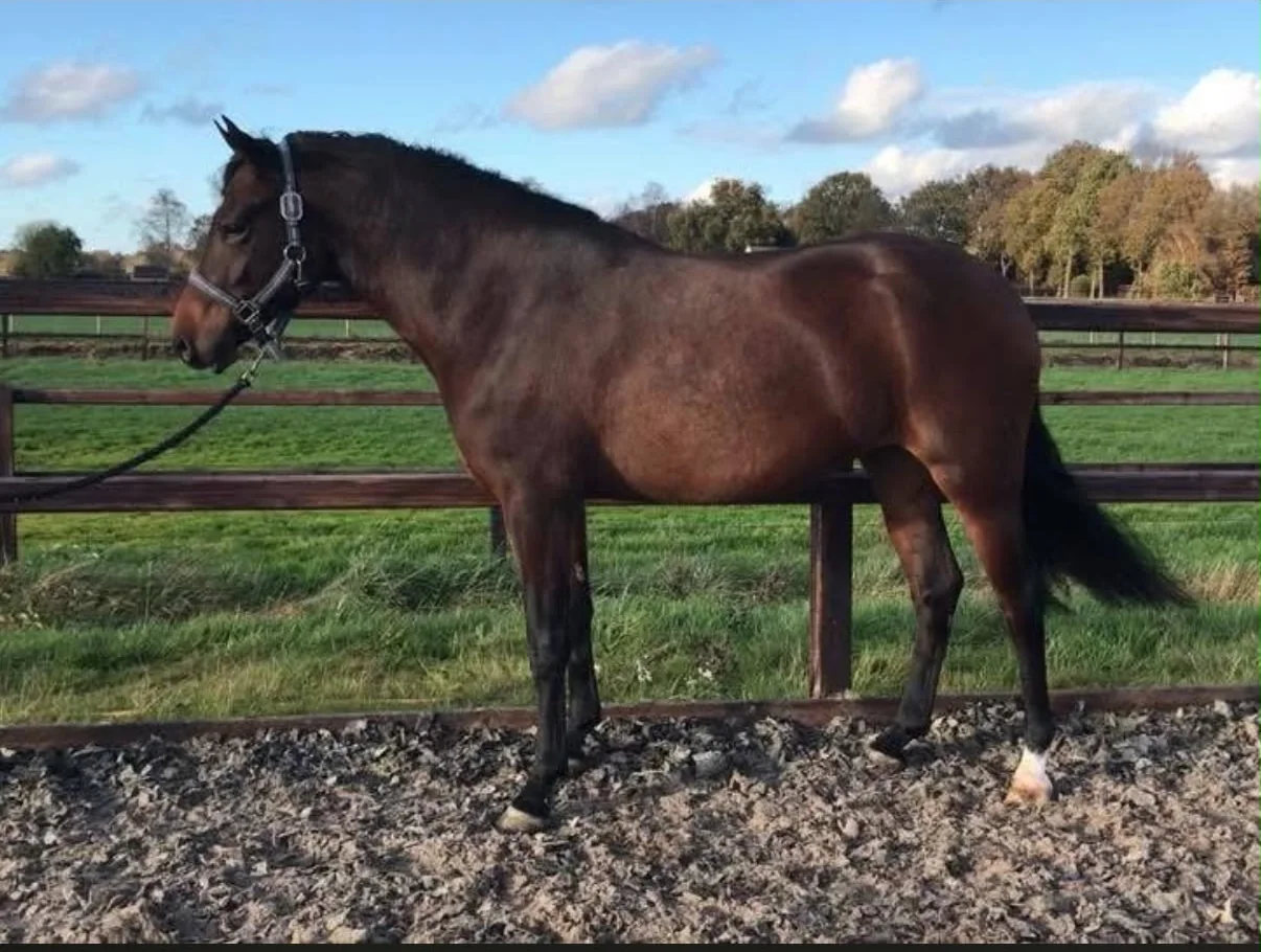 Oosterhoeve’s Maya, New Forest-fokmerrie van De Liekehoeve