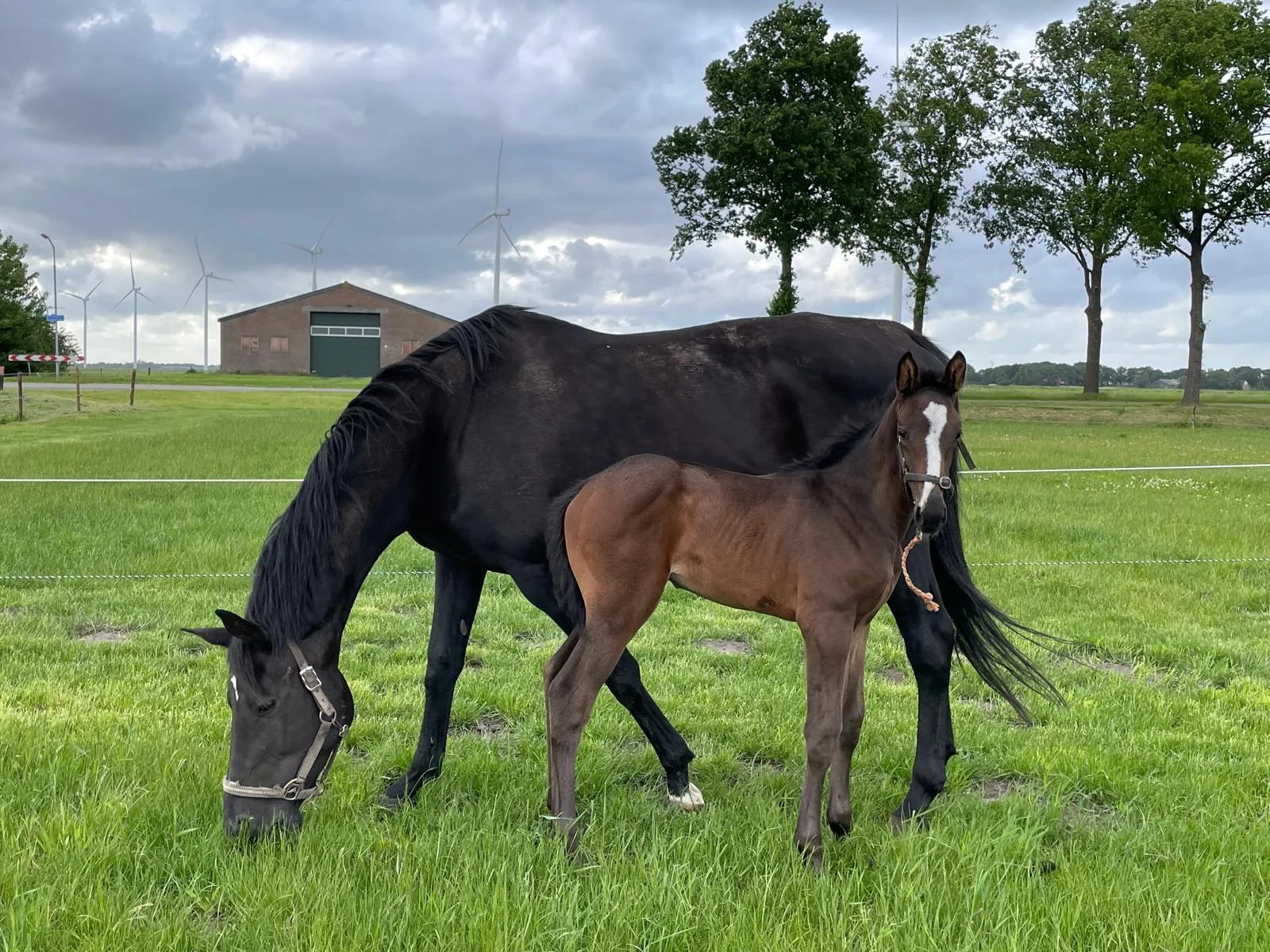 Pretty Girl van de Liekehoeve Z als veulen met Esprit De Dorcy