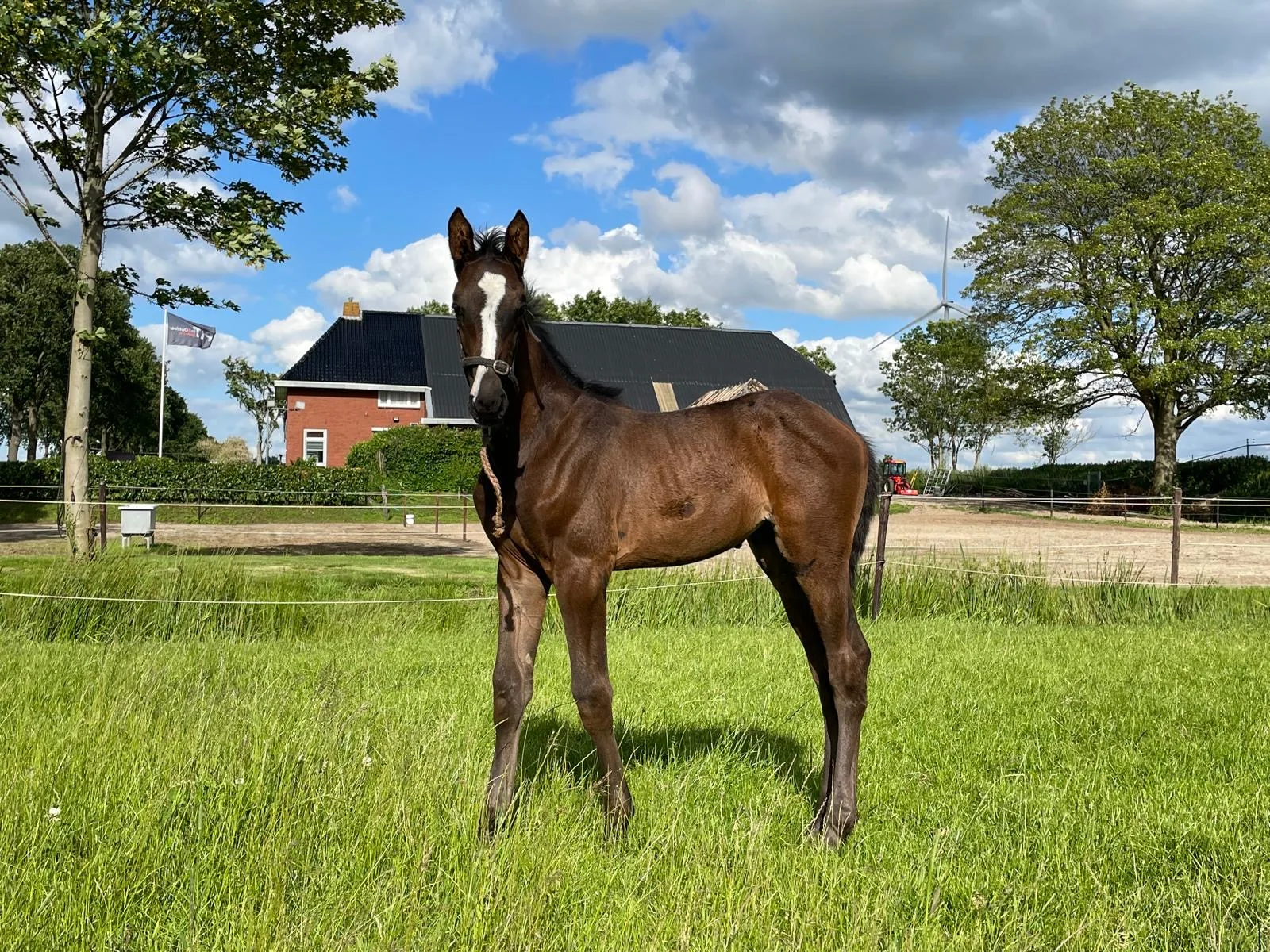 Pretty Girl van de Liekehoeve Z, eigen fokproduct van De Liekehoeve