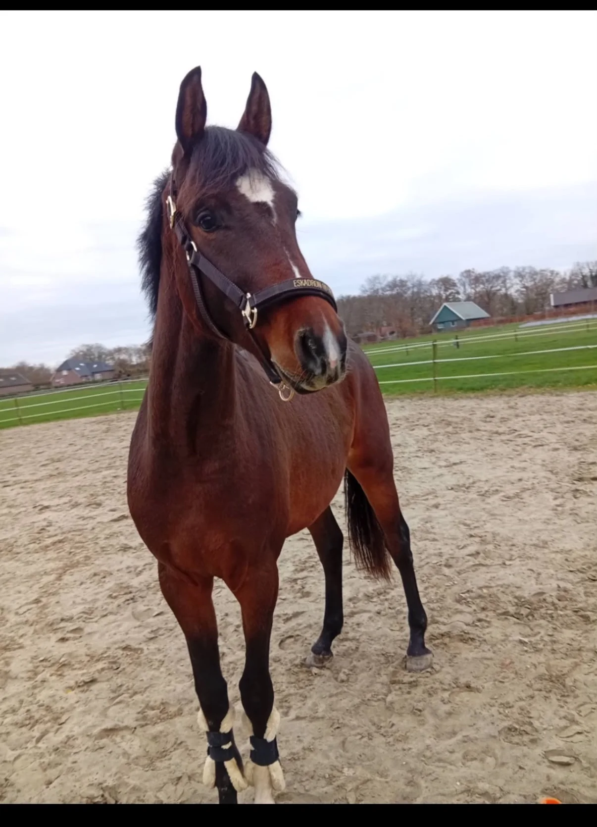 Tobias Tejay DLH, bruin dressuurpaard van De Liekehoeve